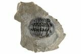 1.3" Detailed Reedops Trilobite - Atchana, Morocco - #190294-1